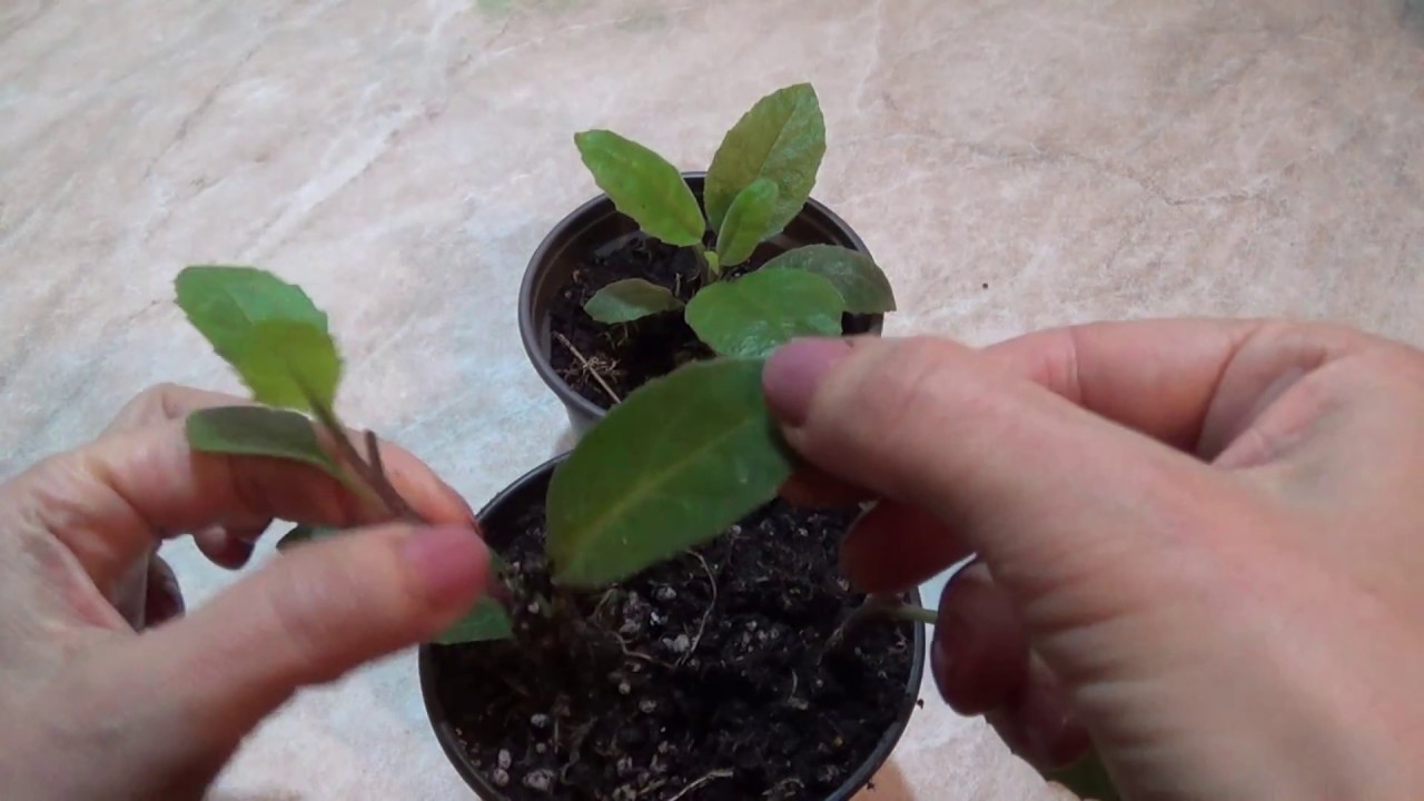 ЛИСТЬЯ БОГА - ДЖИНУРА ПРОКУМБЕНС (Gynura procumbens).Ускоренное выращивание.