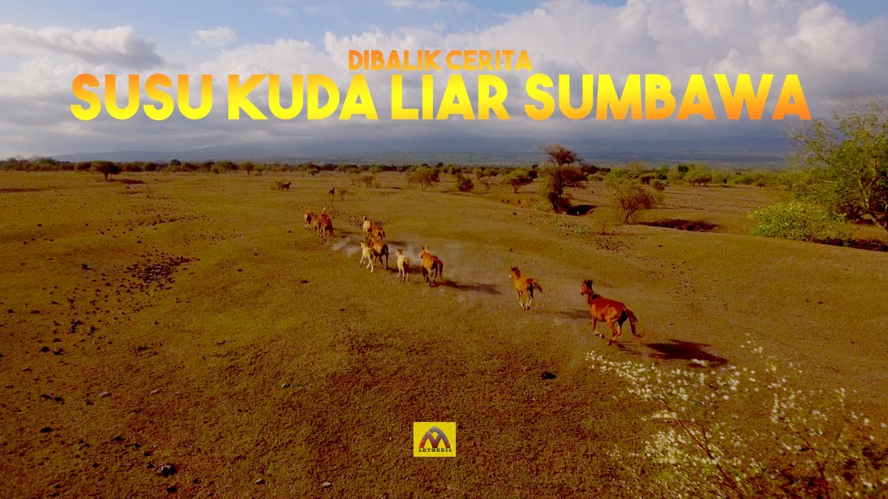 Cerita Unik di Balik Susu Kuda Liar Sumbawa // NTB