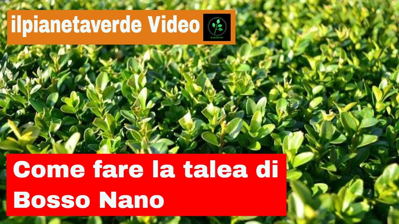 Come fare la talea di Bosso Nano ( Buxus Pumila Nano )