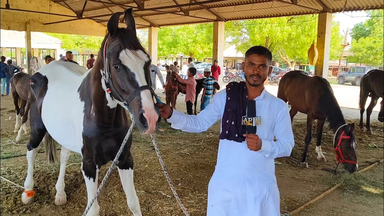 Aurangabad Chawni Horse Market | Sabhi Nasal ke ghode wajib Daam me