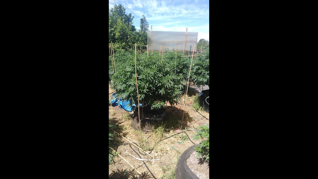 Video#2, 2020 season outdoor grow update