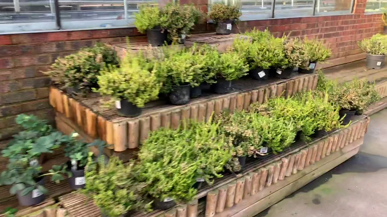 I visited another nursery (garden centre)