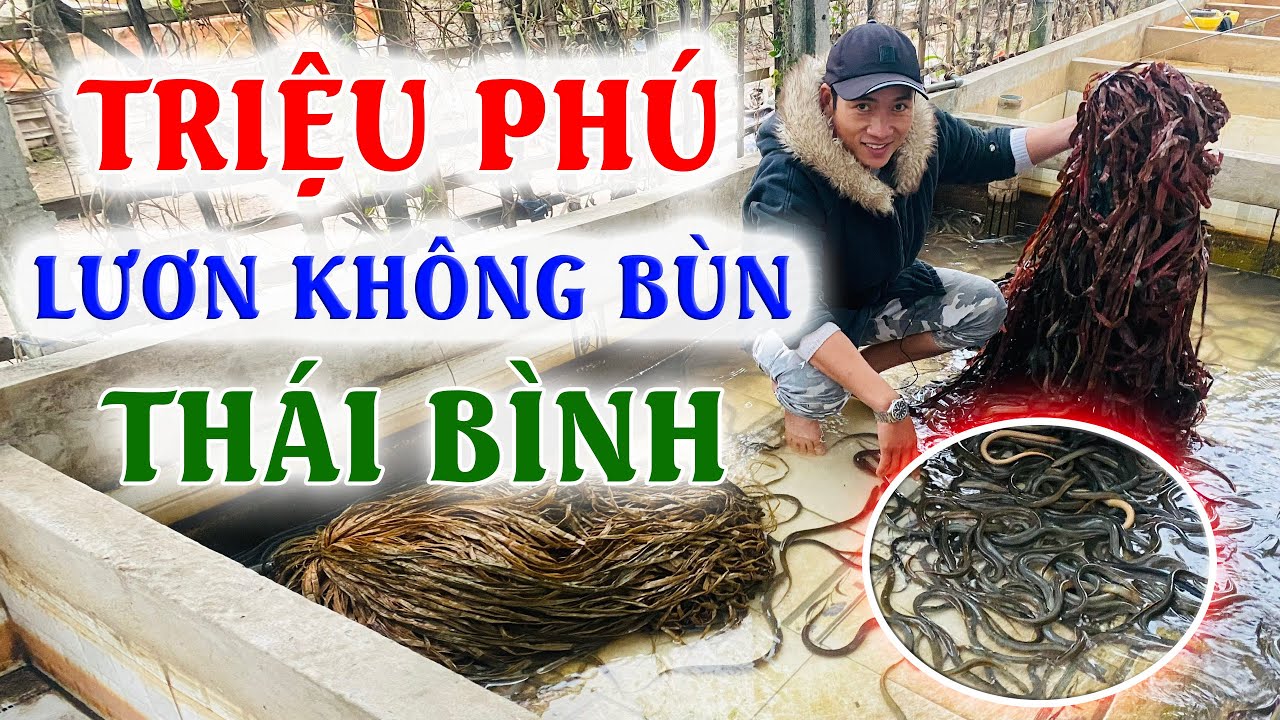 Hạch Toán Khởi Nghiệp Nuôi Lươn Không Bùn | Mô Hình Nuôi Lươn Không Bùn Tại Thái Bình (Phần 2)
