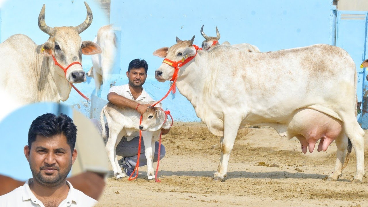 35000 से दाम 😳😳, 30 गाय बिकाऊ👌👌। 12 से 22 लीटर दूध की गाय दूध निकाल कर खरीदो। Rao Ji Dairy Farm
