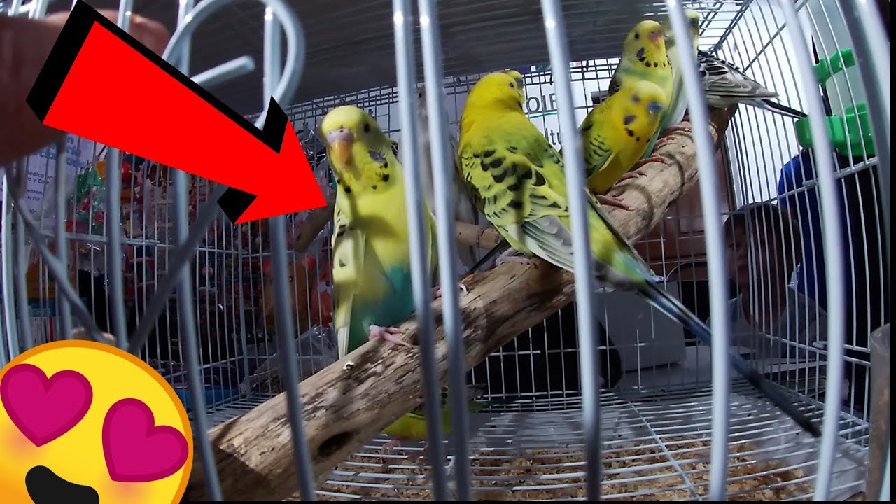 Venta de agapornis canarios y aves exóticas  Mario Blogas
