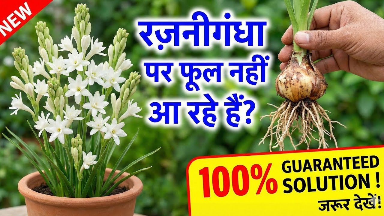 रजनीगंधा में फूल नहीं आ रहे? ये एक तरीका अपनाओ और पौधा फूलों से भर जाएगा