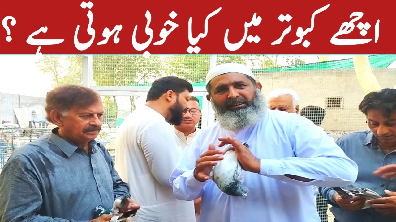 ustad gogi khan sahab ne achy kabootar ki khubi bata di || achy kabootar ki pehchan in hindi
