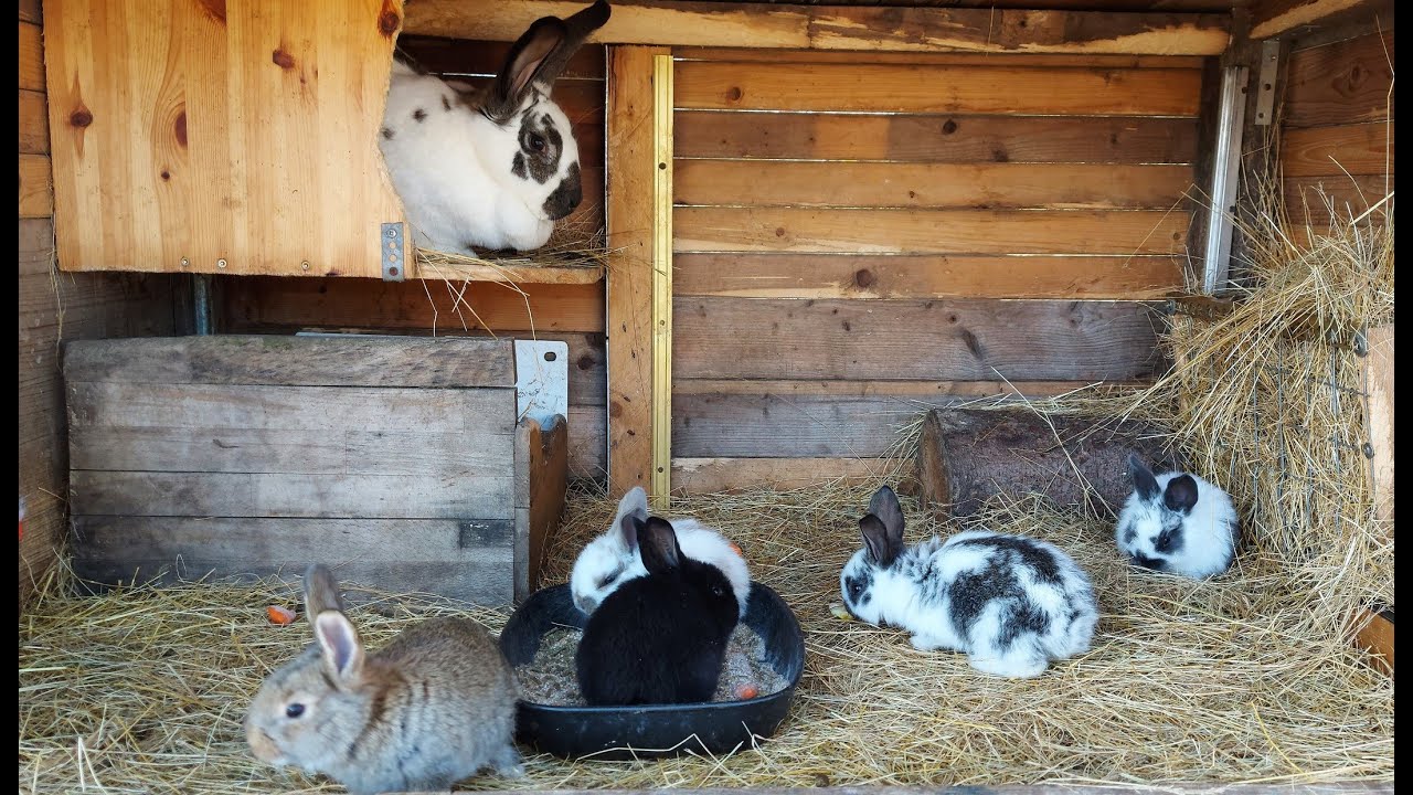 ОТСАЖИВАЕМ КРОЛЬЧАТ ОТ КРОЛЬЧИХ🐰СОДЕРЖАНИЕ🐇РАЗВЕДЕНИЕ КРОЛИКОВ🐇🐰🐰🐇🐰