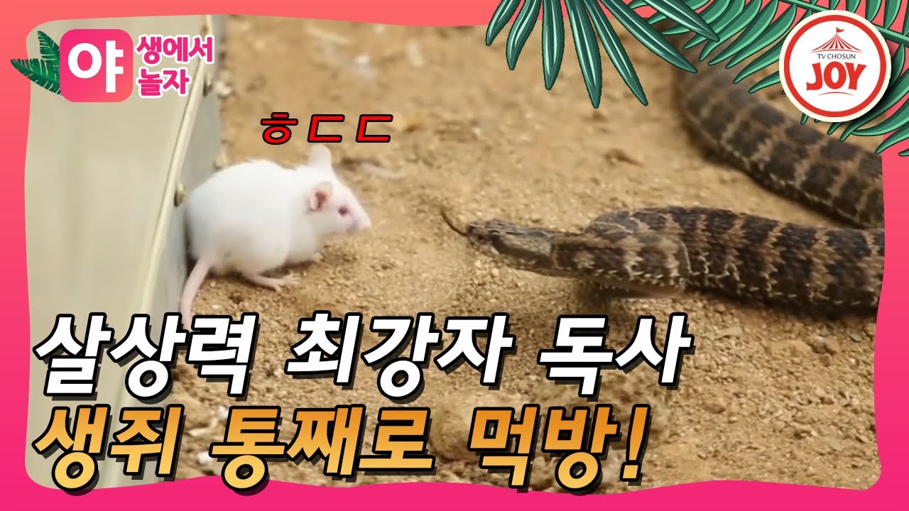 [야놀자] 스치기만해도 바로 사망! 🐍독사의 제대로 살아있는 식사시간!!!  #TVCHOSUNJOY