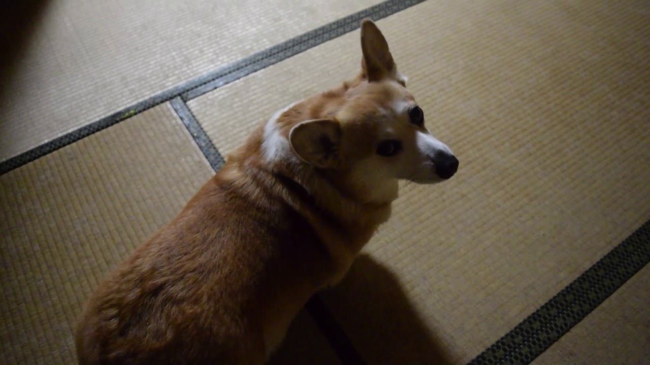 家の中で運動会するいなり寿司犬