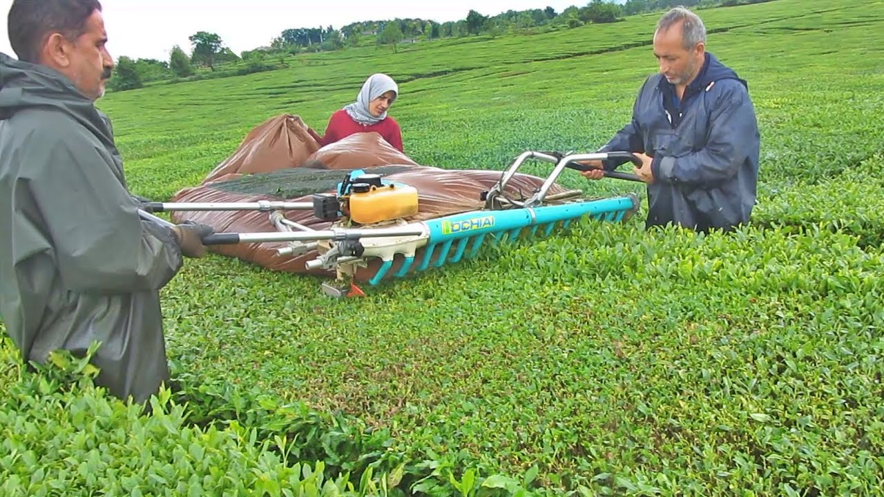 Tea Harvest In Amazing Tea Gardens Of Northern Iran
