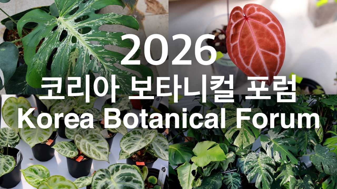 코리아 보타니컬 포럼 2026 리뷰 / 희귀식물 마켓 / 레전드 게스트 쿤조 / 식물쇼핑 / 키우기 쉬운 예쁜 식물 추천