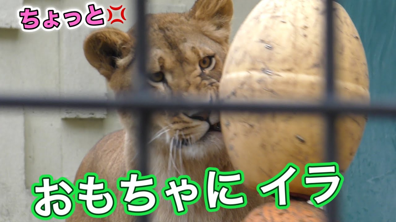 《釧路市動物園ライオン》逆ギレ😆自分でオモチャに当たったのに怒るフウ。オリトファミリー娘vol704