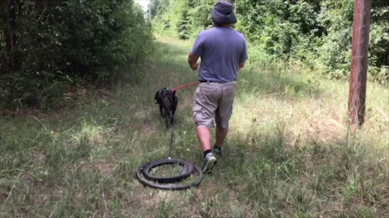 Workshop for Dog Driving