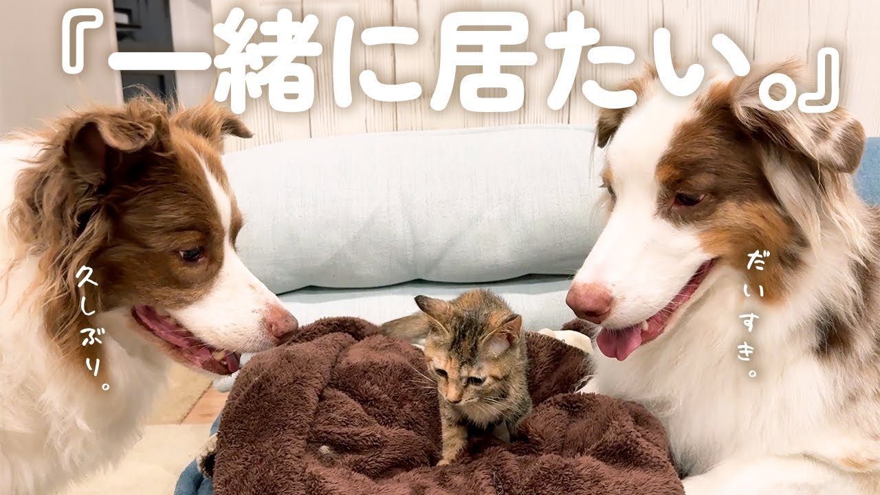 1ヶ月ぶりに子猫に再会したら好きすぎて離れない犬達が可愛すぎました🥺【ボーダーコリー・オーストラリアンシェパード】