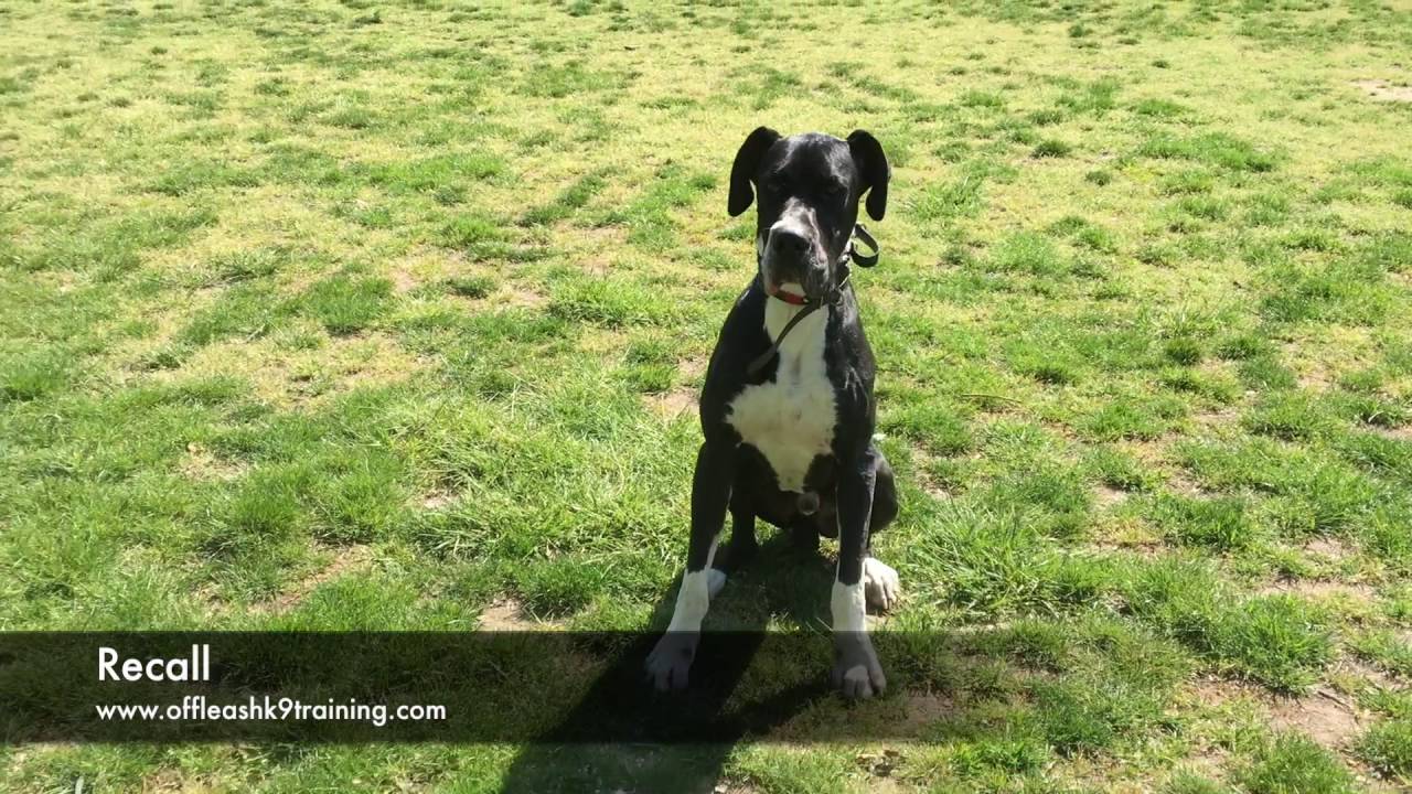 1-Year Old Fear Aggressive Great Dane!  Great Dane Dog Trainers in Virginia and DC
