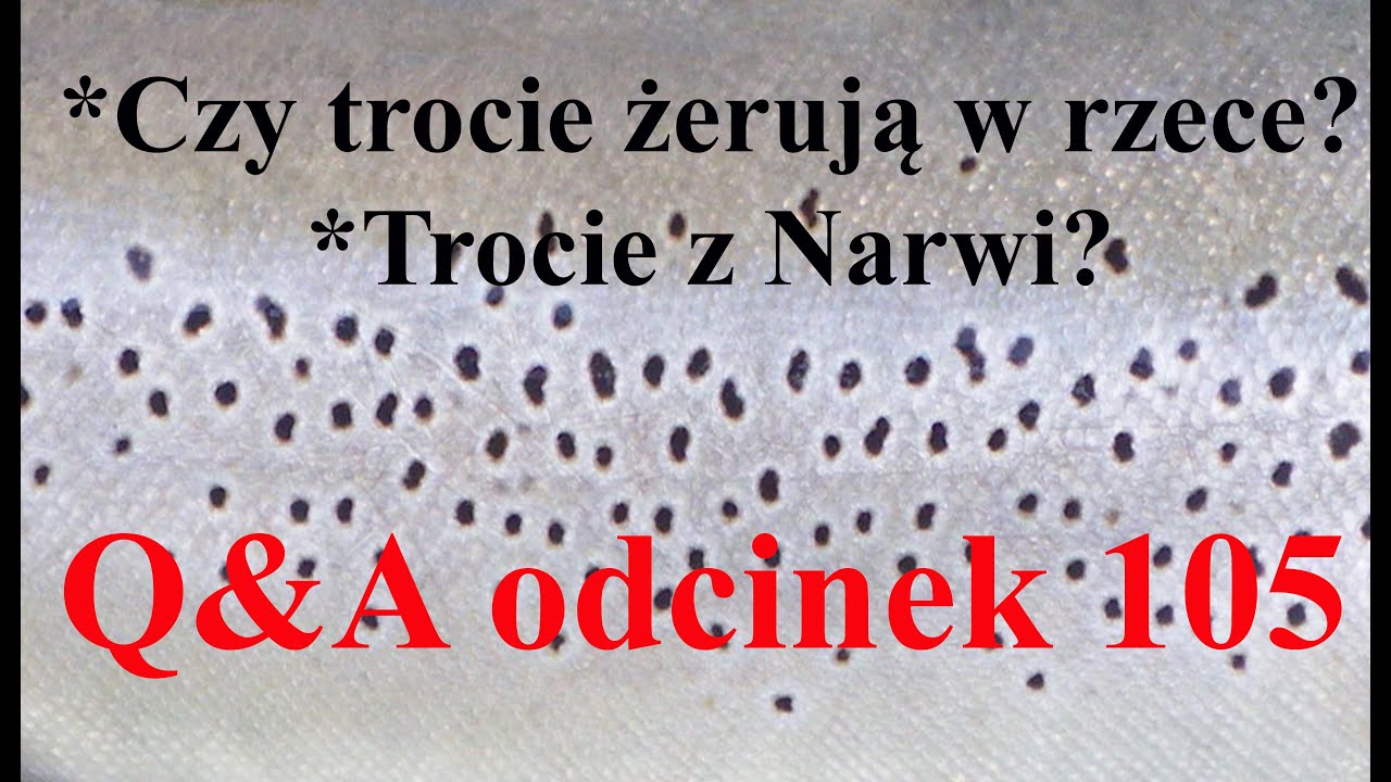 Q&A odcinek 105 - Jak długo troć przebywa w rzece? Czy się odżywia? Trocie z Narwi?