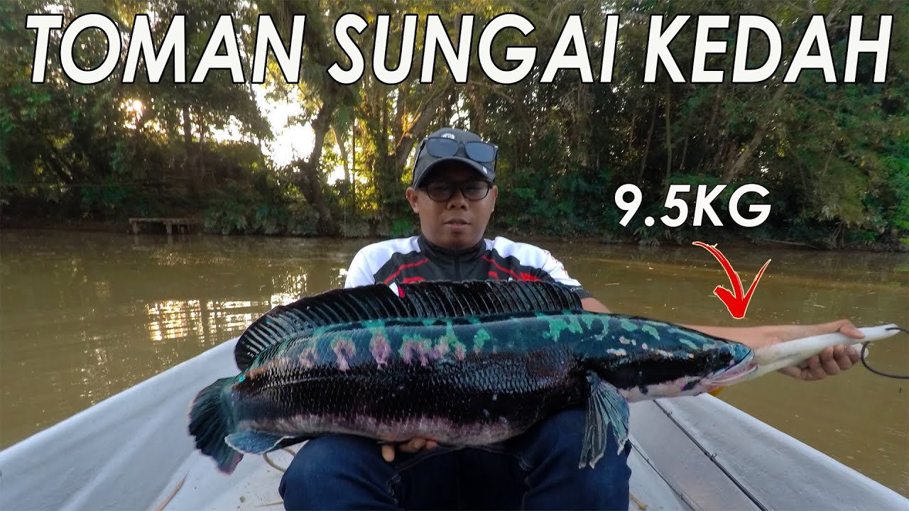 CASTING TOMAN SUNGAI KEDAH 9.5KG