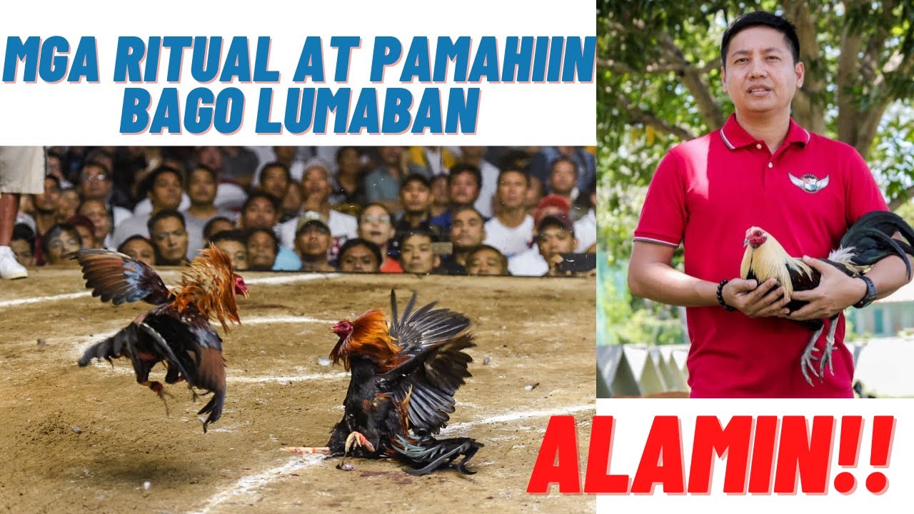 Sabong Tips: Mga Ritual At Pamahiin Na Pwedeng Makatulong Para Manalo