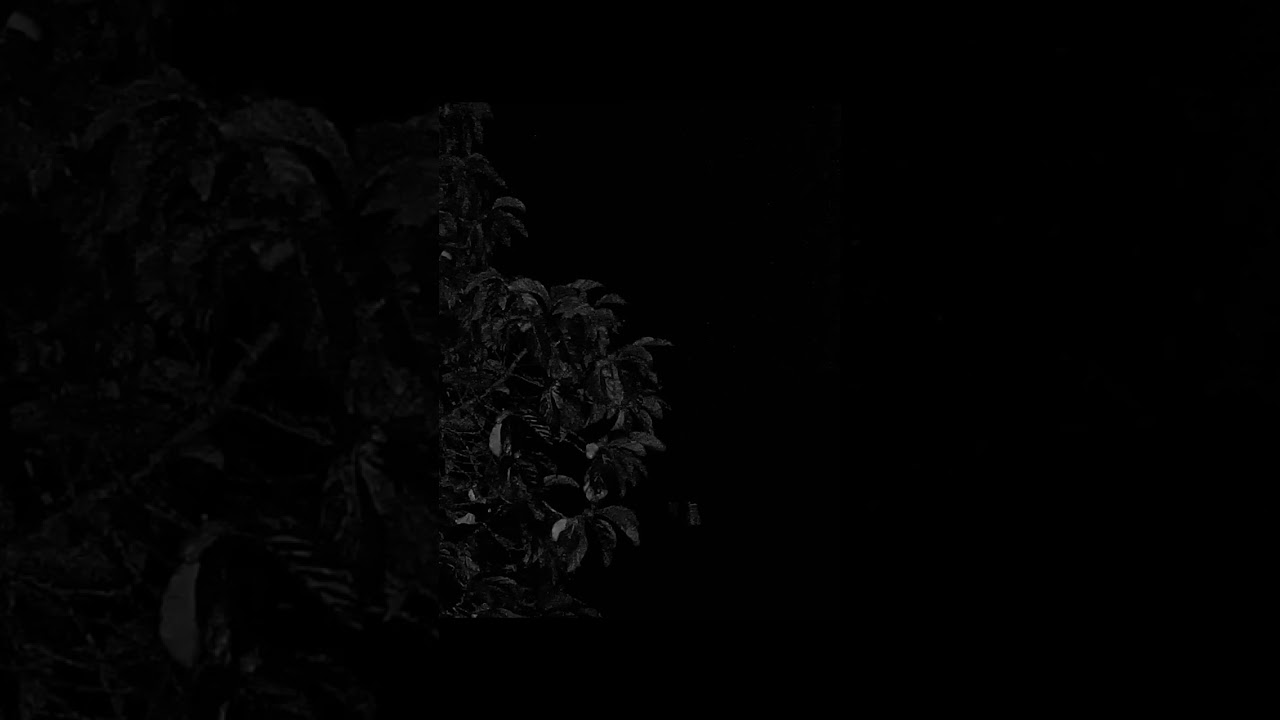 Daerves Zaldrizes - Julivs Caesar