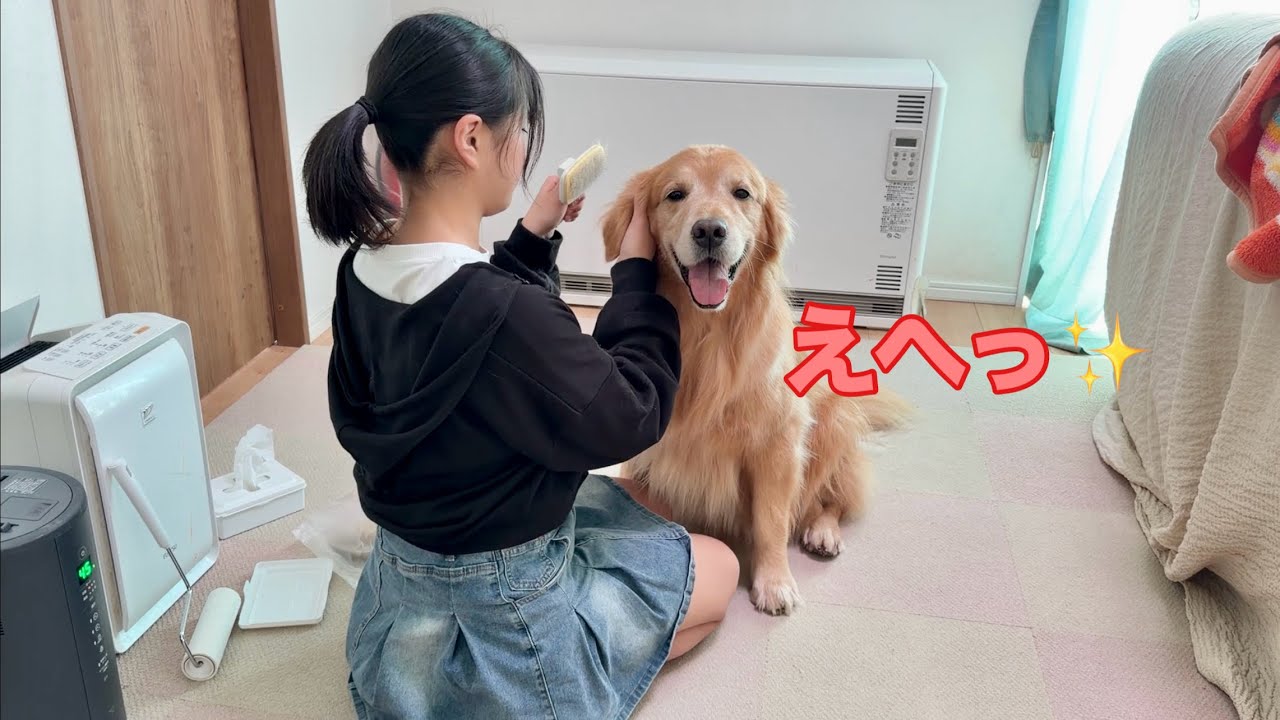 大好きな姉からのブラッシングで、終始デレデレすぎる大型犬クッキー【ゴールデンレトリバーとミニチュアダックスフンド】