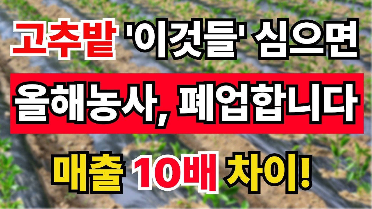 고추 농사 대박 내려면 절대 같이 심지 말아야 할 것 3가지