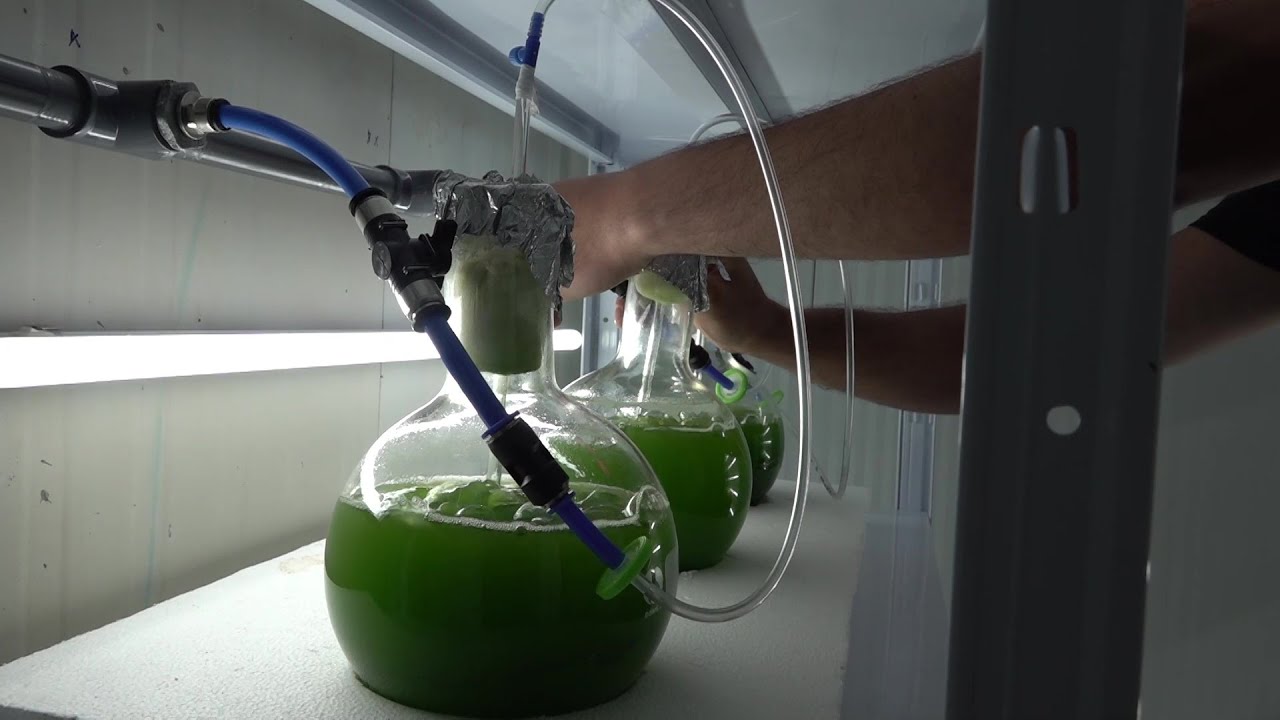 Protalgas, l’empresa pionera de cultiu de microalgues ubicada a Amposta