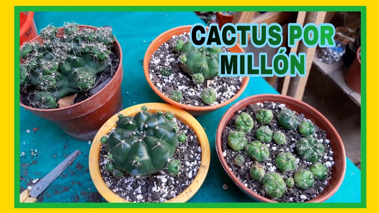Propagación de cactus gymnocalycium marsoneri