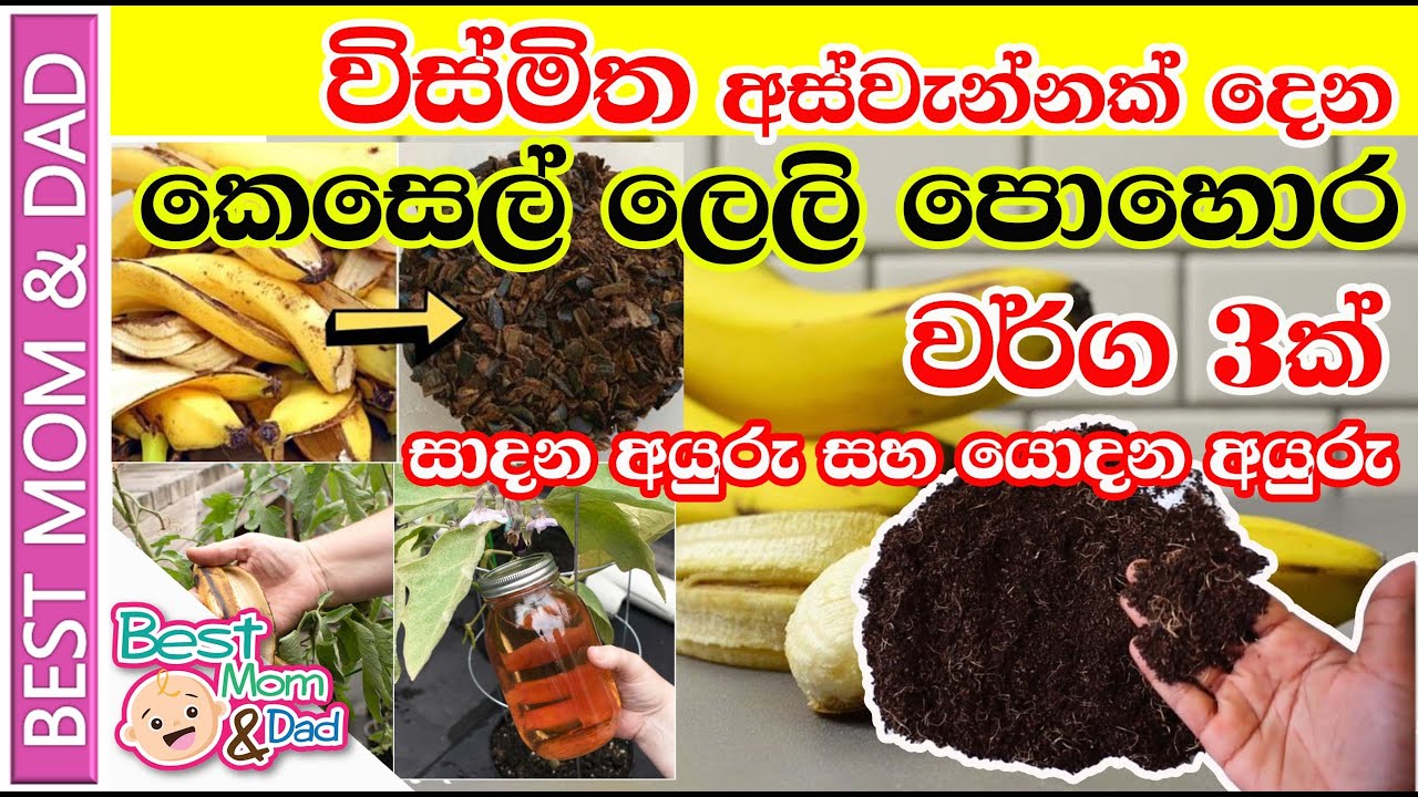 හිතාගන්නවත් බැරි තරම් අස්වැන්න දෙන කෙසෙල් ලෙලි පොහොර හරියටම හදමු | 3 Best Banana Peel Fertilizers