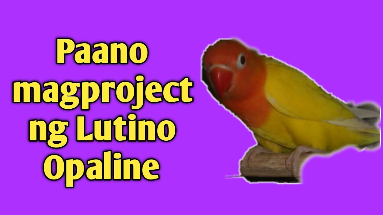 Vlog#8 How to produce Lutino (NSLino) Opaline - w/ English   Caption