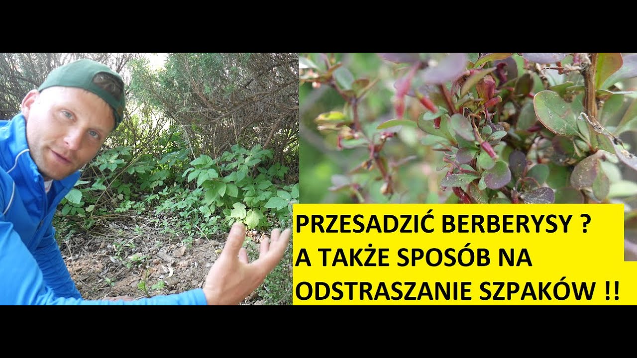Berberys DLACZEGO MUSZĘ JE PRZESADZIĆ A Także M&oacute;j spos&oacute;b na szpaki