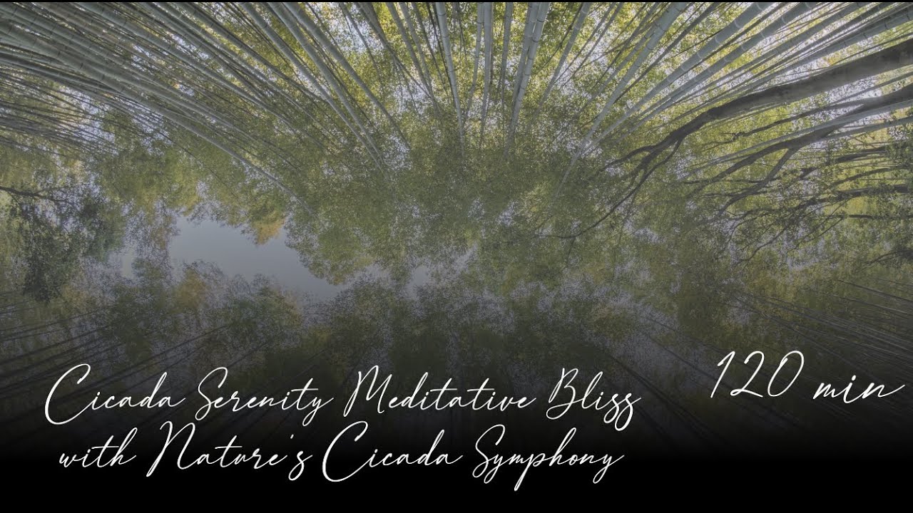 Cicada Serenity Meditative Bliss with Nature's Cicada Symphony