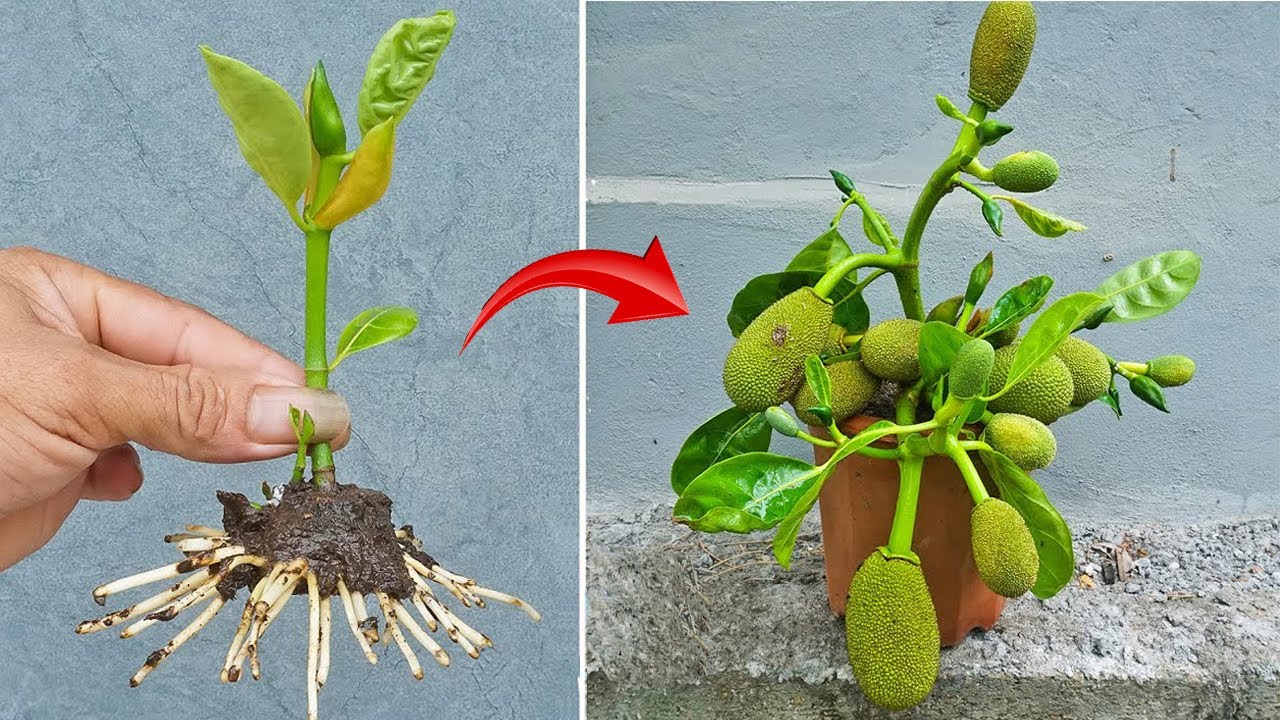 Simple techniques for propagating jackfruit at home to save money on buying seedlings