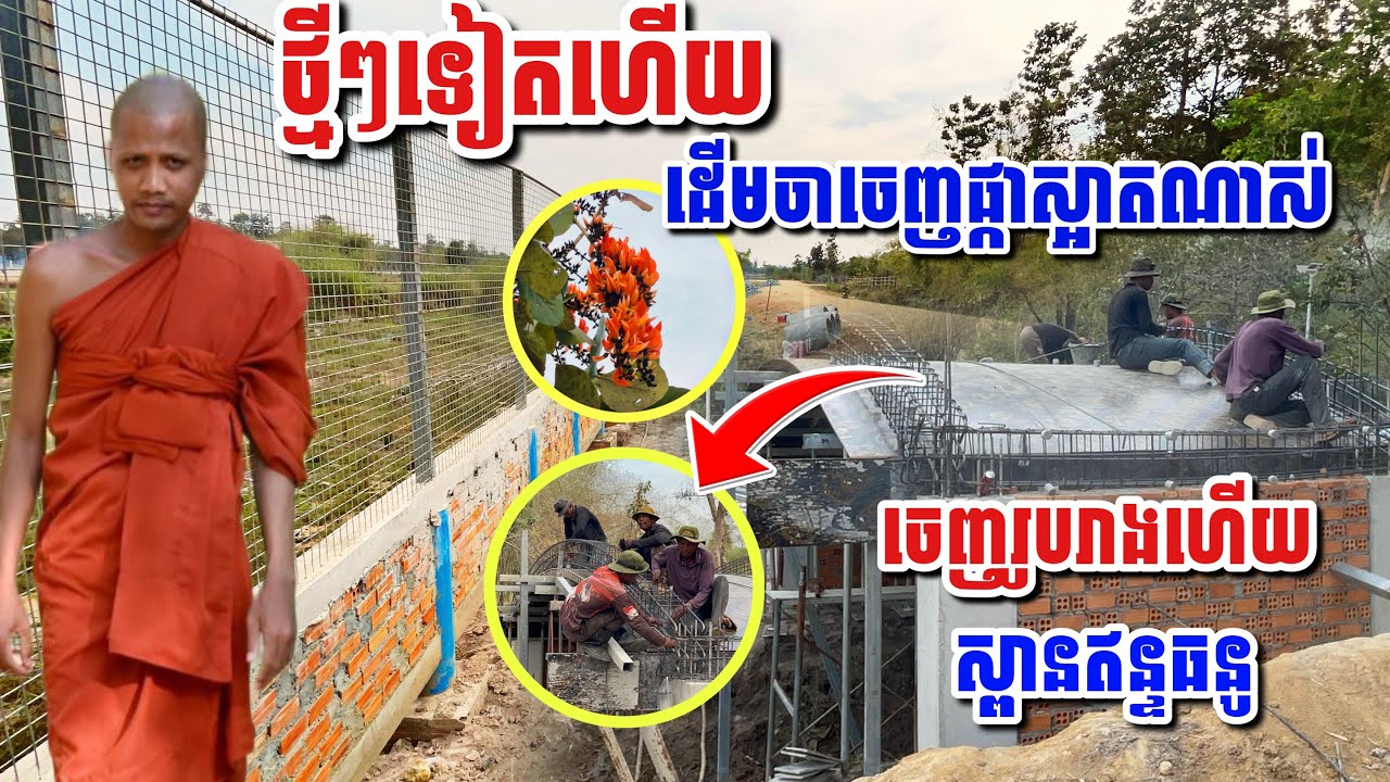ថ្មីៗទៀតហើយ ដើមចាចេញផ្កាស្អាត ស្ពានឥន្ទធនូចេញរូបរាងហើយ #អាមាត្យជន 