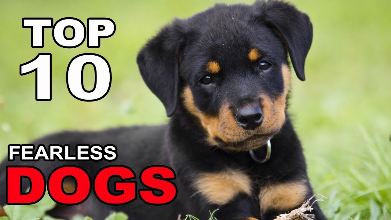 Top 10 Fearless Dog Breeds