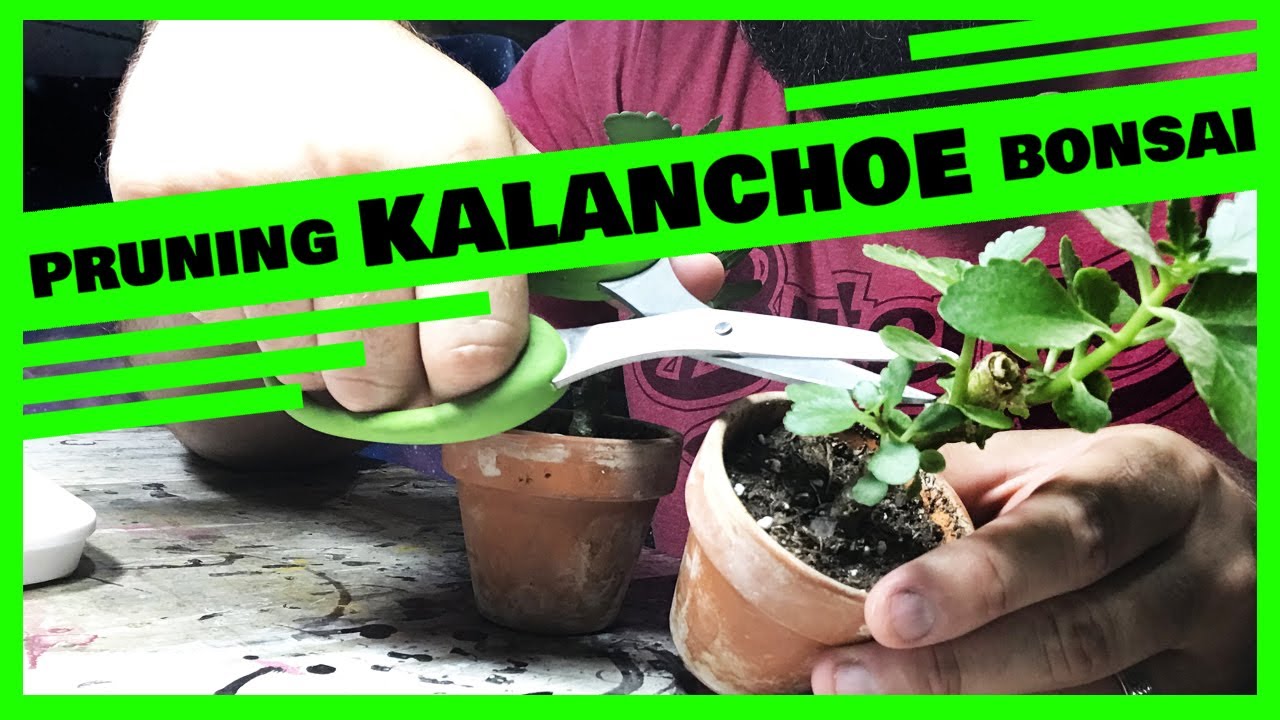 Pruning my Kalanchoe Mame Succulent Bonsai (or) How to Grow Kalanchoe