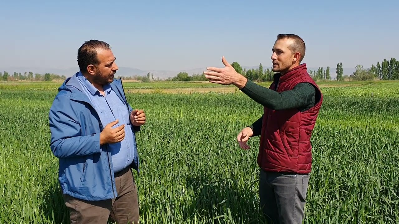 Buğdayda kardeşlenme - Sap kalınlığı - Toprak yapısı nasıl değişir