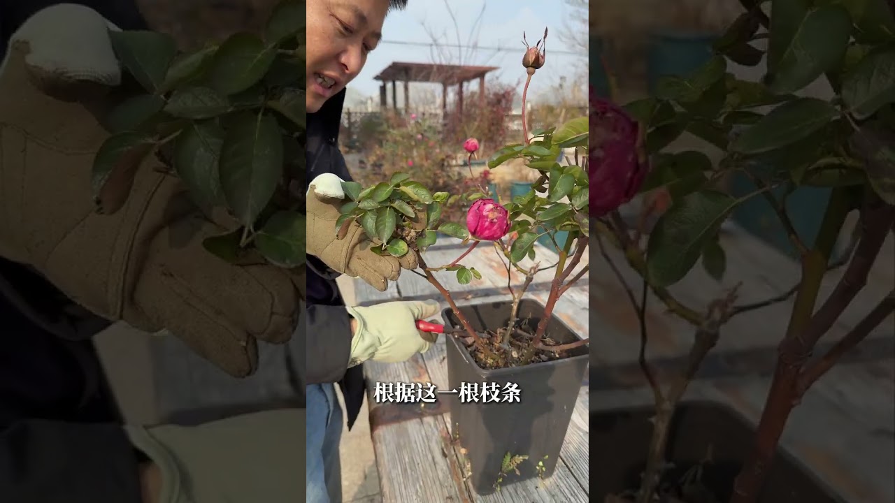 【天狼说月季】一半夯一半拉，这种月季冬天怎么剪