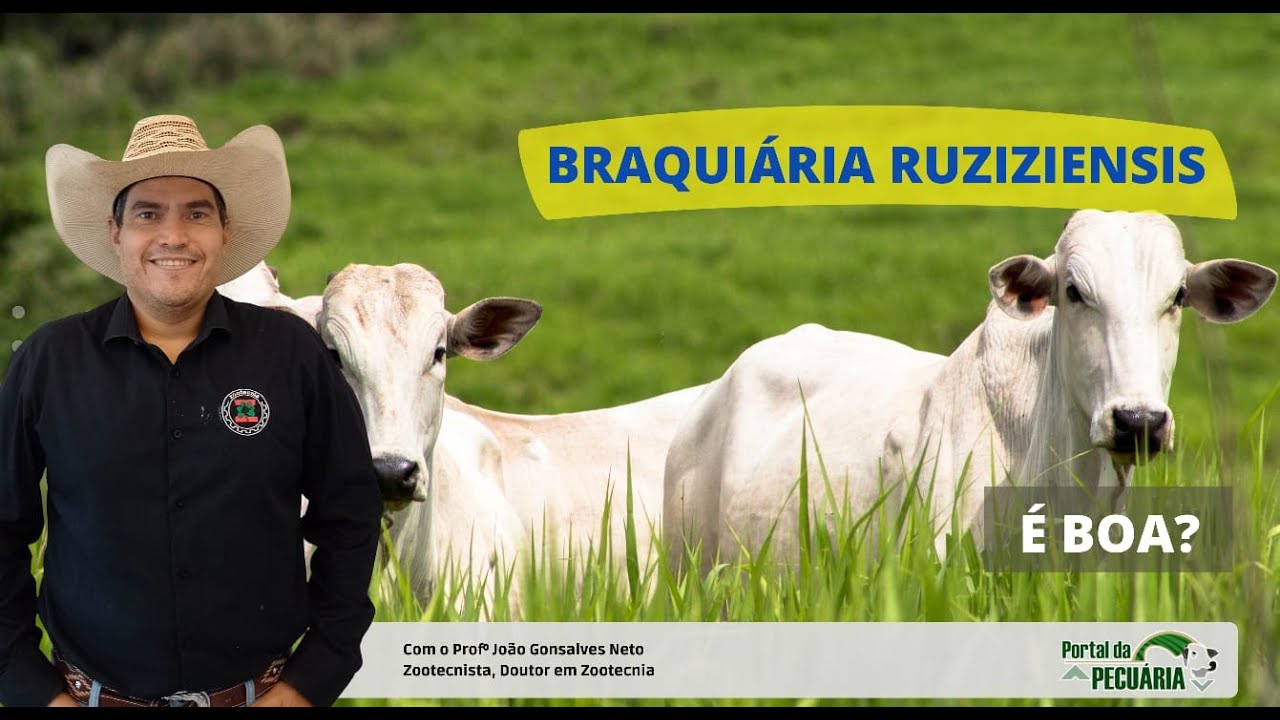 Braquiária Ruziziensis é boa?