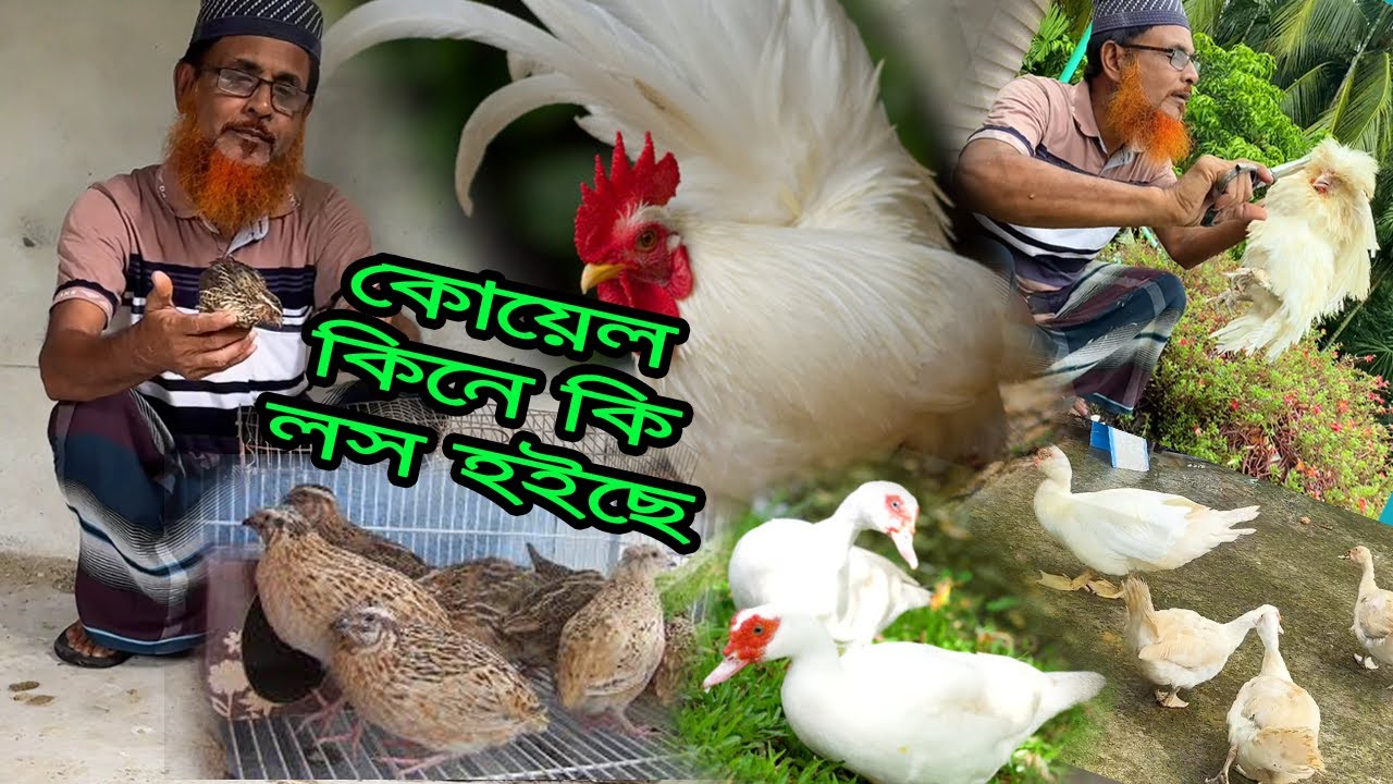 কোয়েল পাখি কিনে কি আসলেই ল'স হইছে আমাদের