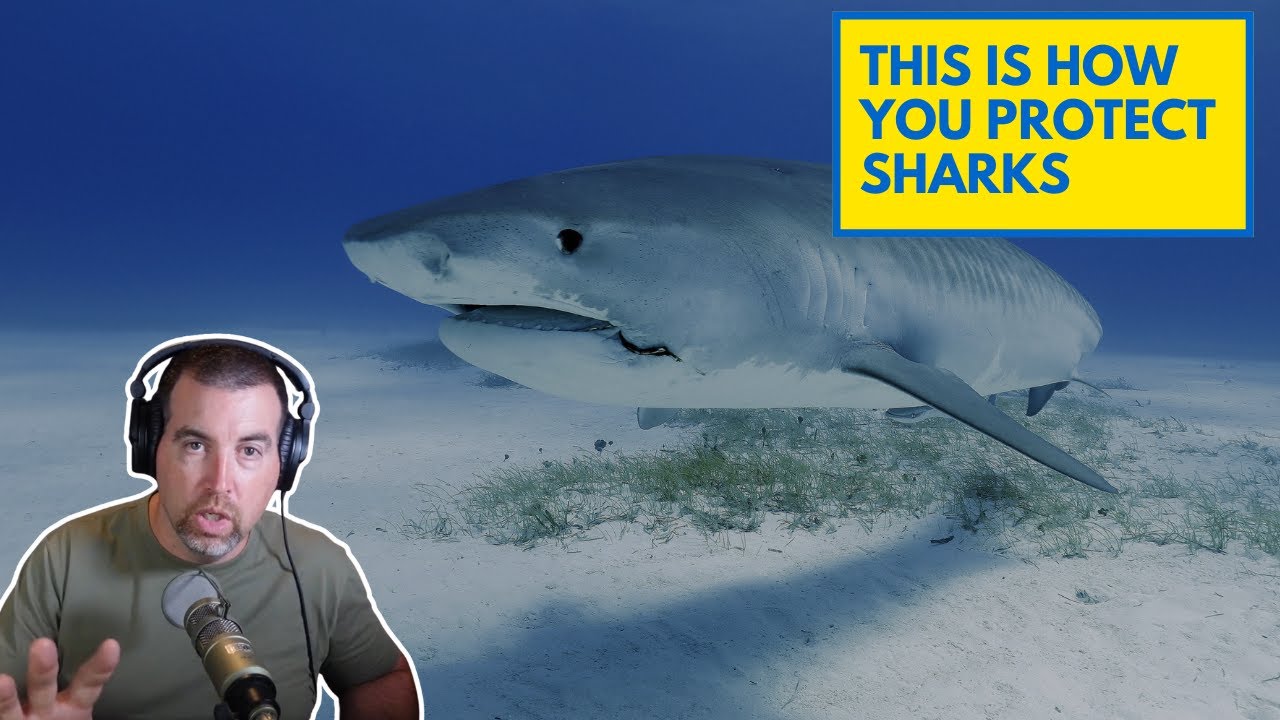 How to Protect Sharks: What Actually Works (and What Doesn&rsquo;t)