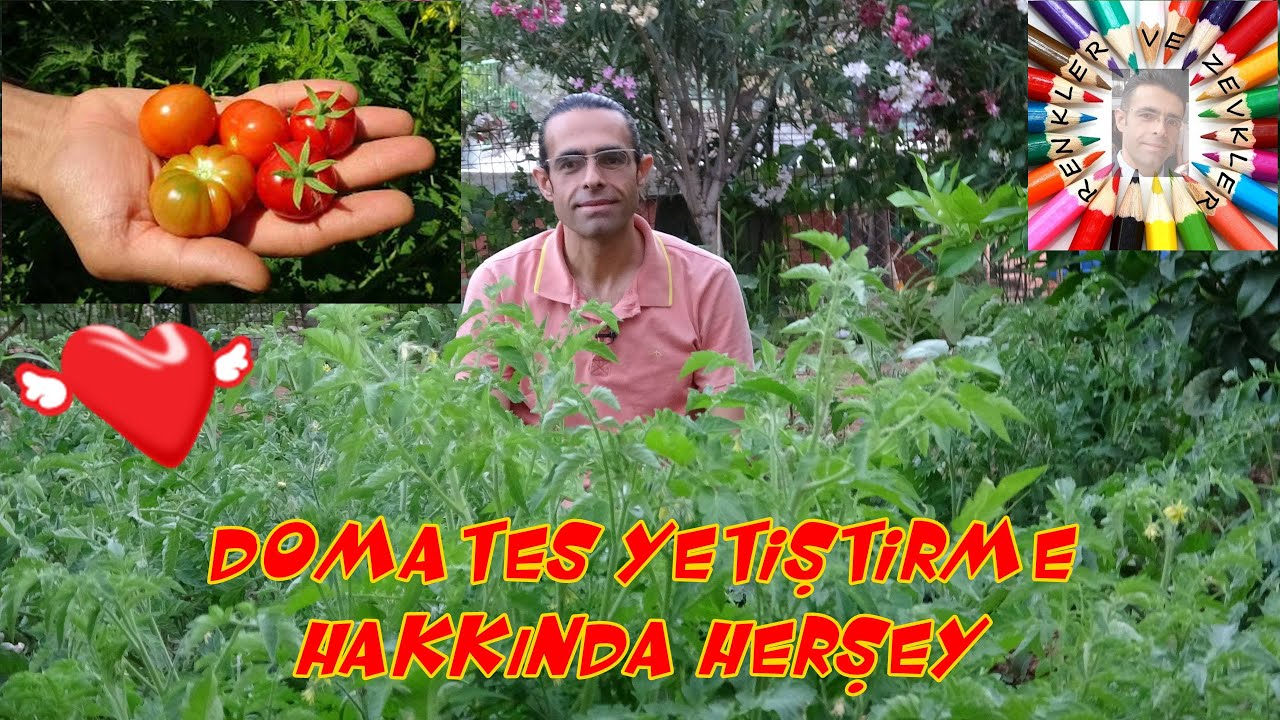Hobi Bahçelerinde Domates Yetiştirme (Baştan Sona) 🍅