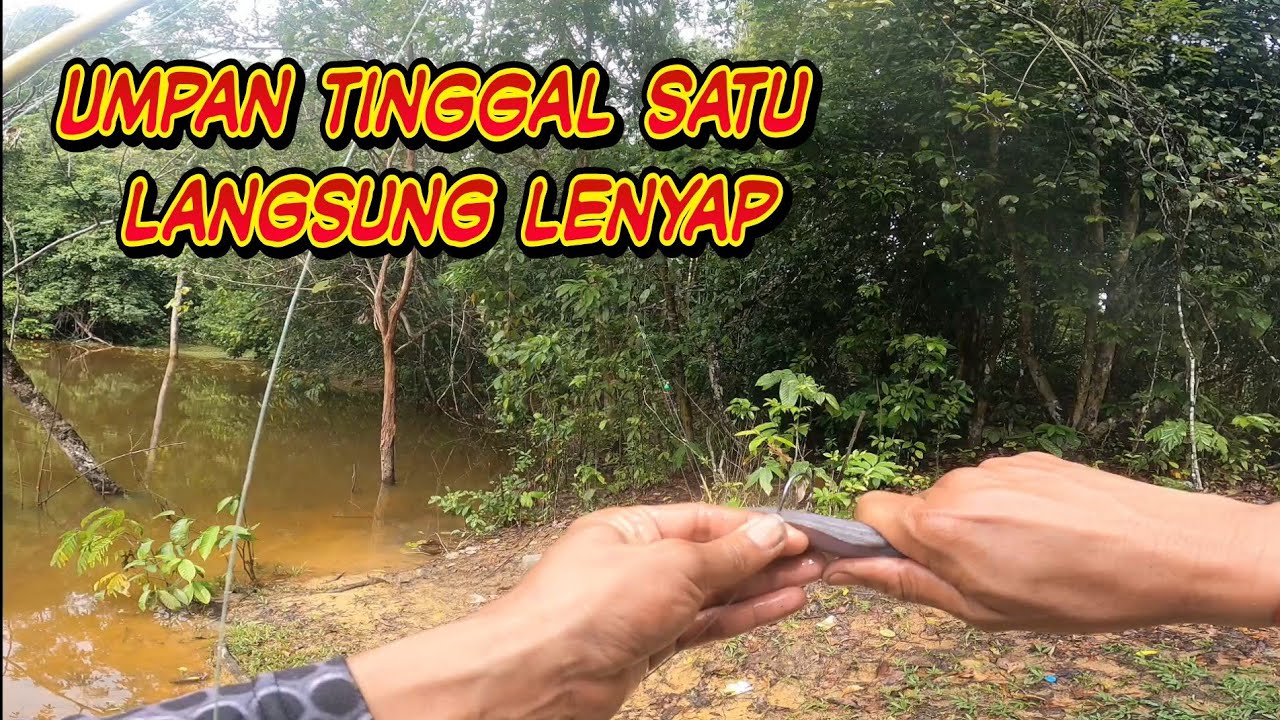 Umpan tinggal  satu lenyap di depan mata