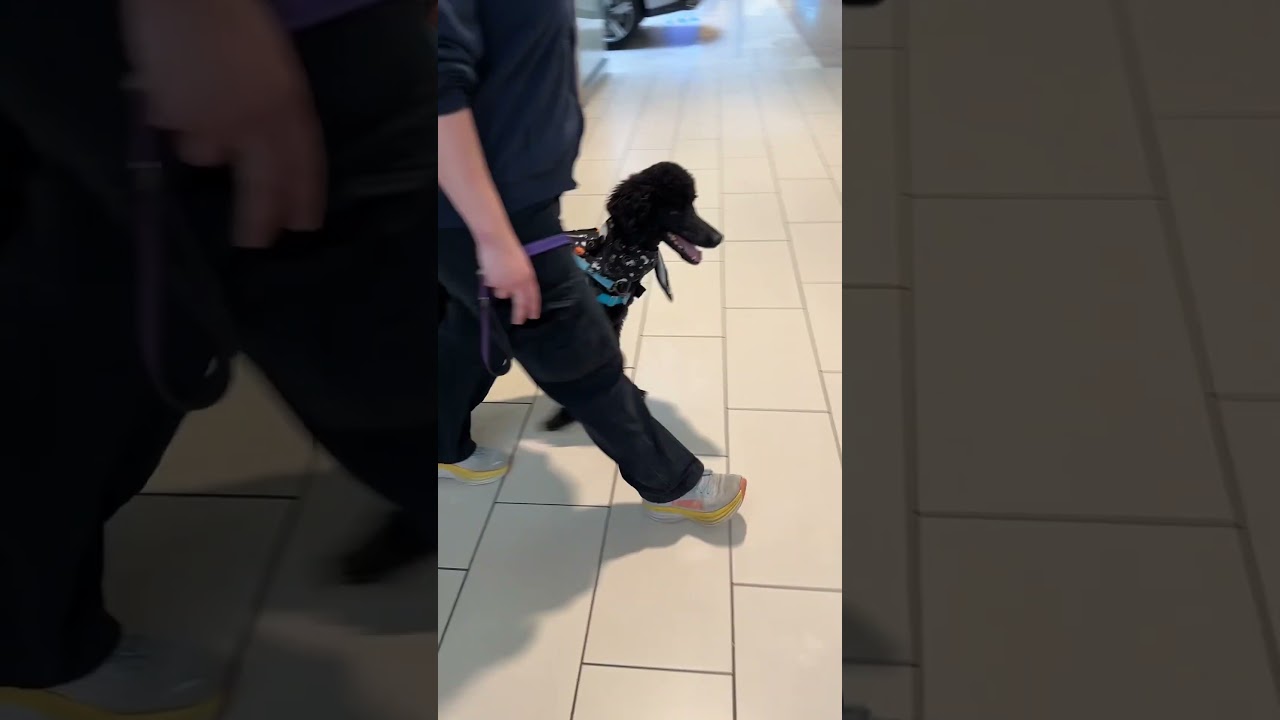 Service Dog Training at the Mall: 4 Skills to Train! 🐕&zwj;🦺