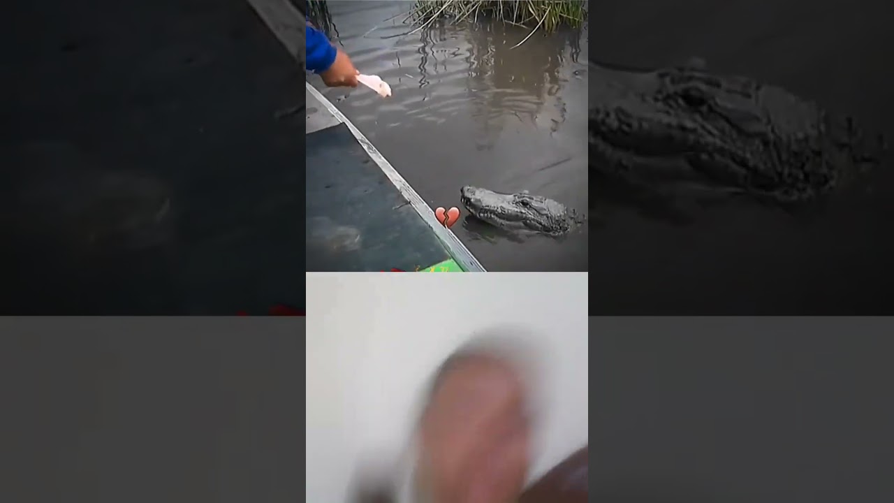 o cara fazendo carinho no jacar&eacute;