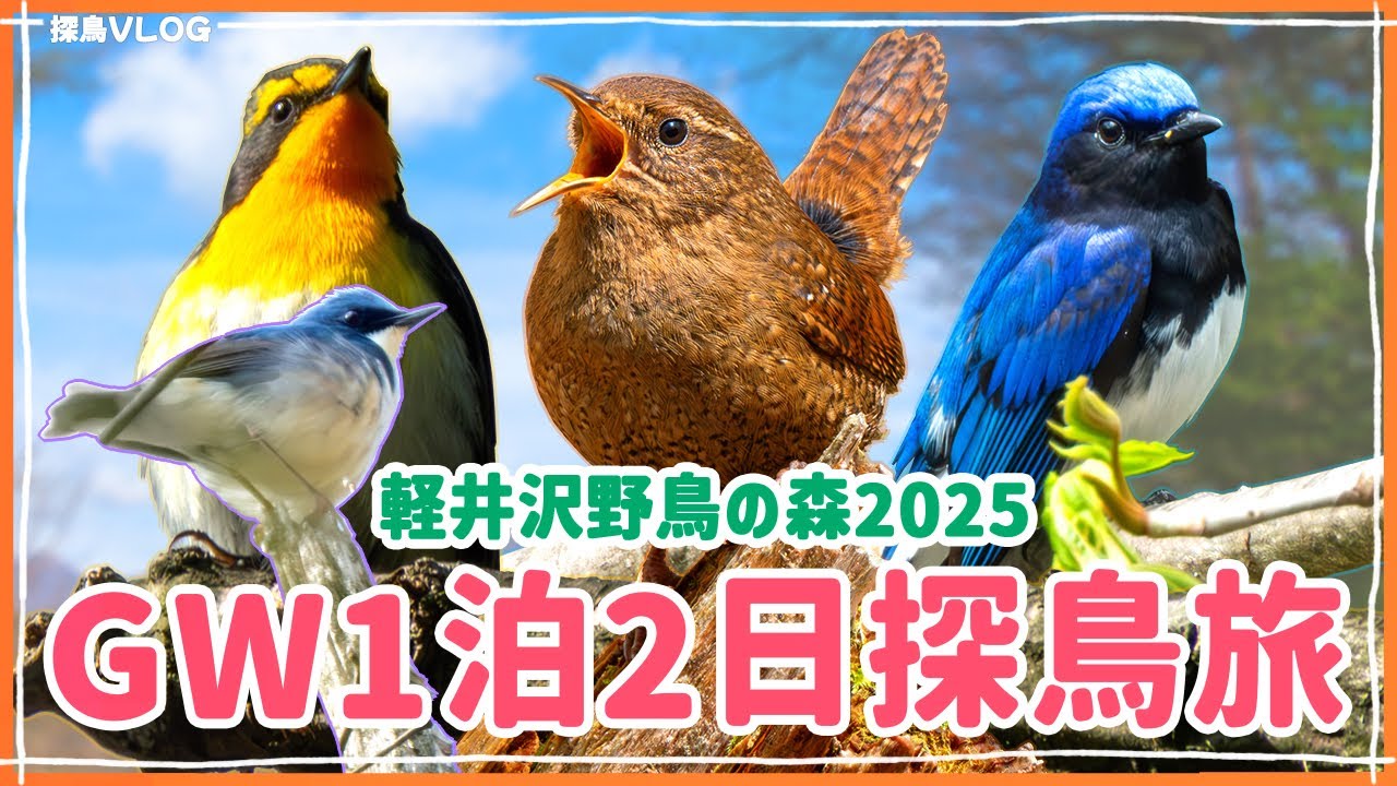 軽井沢野鳥の森2025～初夏の森と野鳥たち～　《野鳥撮影vlog》｜キビタキ、オオルリ、ミソサザイ、コルリ、ノジコ