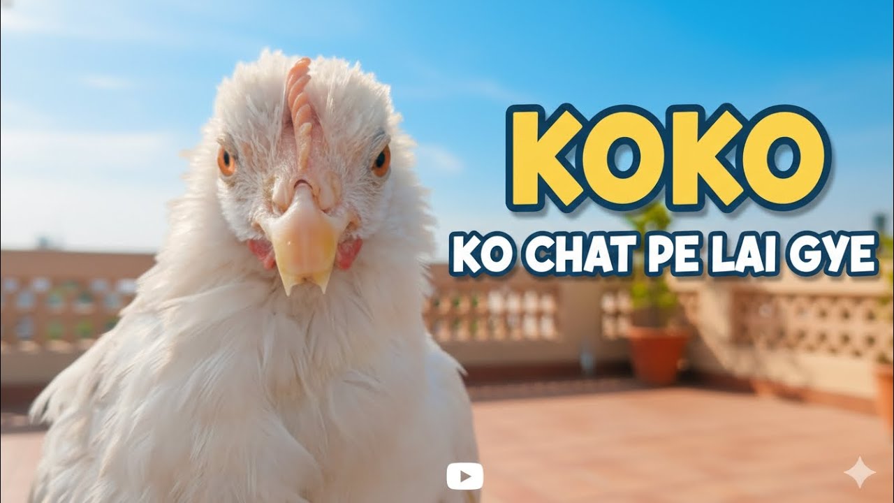 Hum koko ko chat pe lai gye 😃|koko theek ho raha ha💝