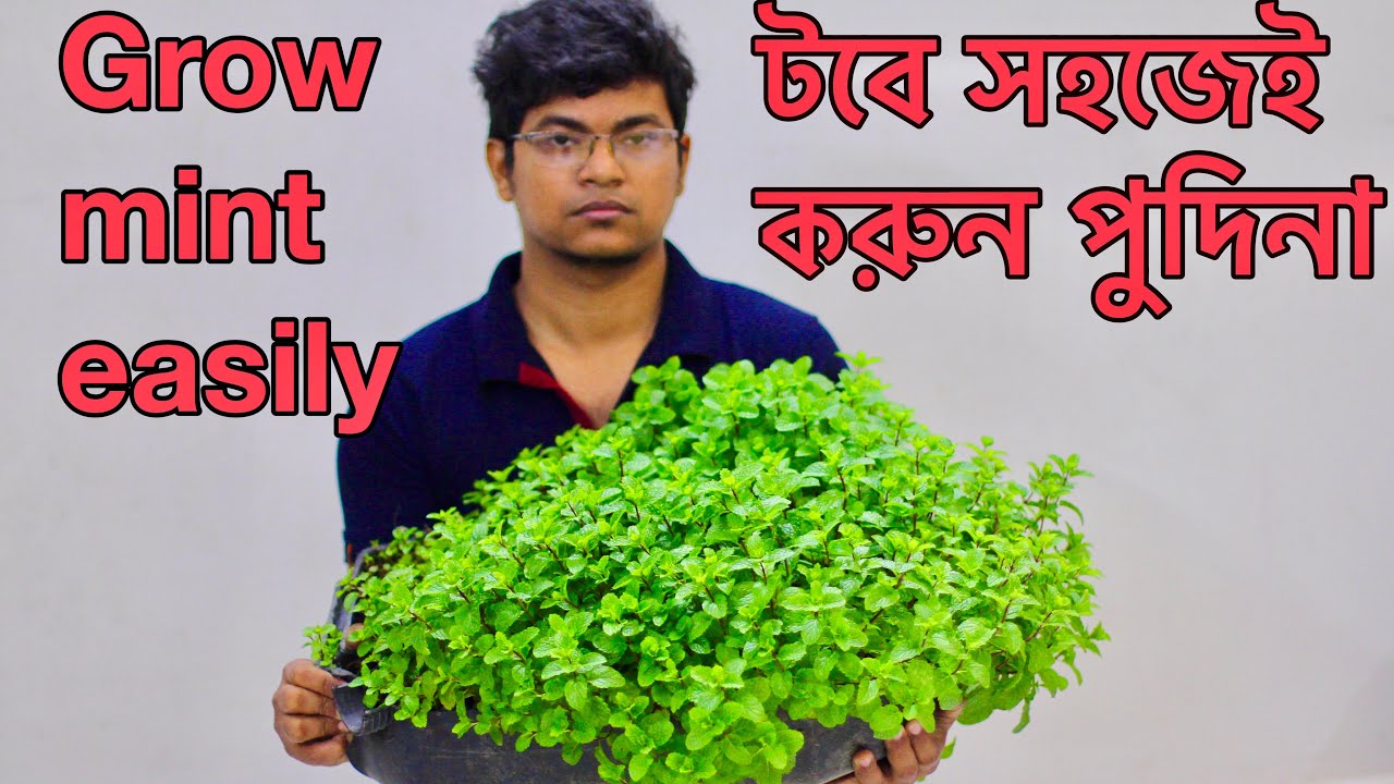 টবে সহজেই করুন পুদিনা | Grow mint at home easily | পুদিনা পাতার চাষ পদ্ধতি | Pudina |