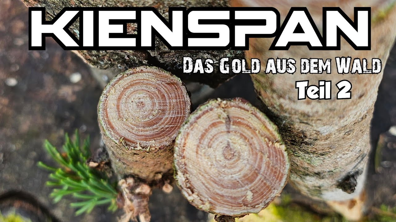 Kienspan - Das Gold des Waldes verwerten #bushcraft #outdoors #survival #fire #fatwood #botanik 