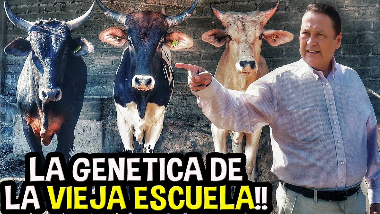 HECTOR VICARIO DE RANCHO AGUA ZARCA NOS HABLA DE SU GENETICA LA VIEJA ESCUELA!!